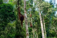 Semenggoh Wildlife Center, Borneo