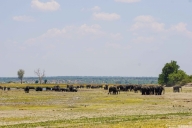Chobe Nationalpark, Botswana