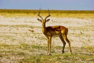 Chobe Nationalpark, Botswana