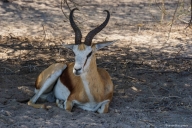 Central Kalahari Game Reserve, Botswana