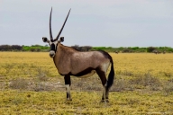 Central Kalahari Game Reserve, Botswana