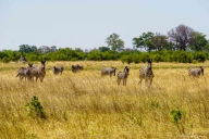 Moremi Game Reserve, Botswana