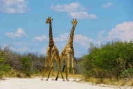 Etosha Nationalpark, Namibia