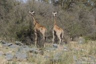 Krüger Nationalpark, Südafrika