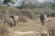 Krüger Nationalpark, Südafrika