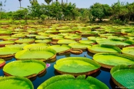 Giant Water Lilly, Phitsanulok